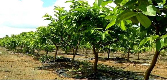 High-Density-Guava-Planting..jpg
