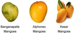 Indian Mango Varieties | Asia Farming