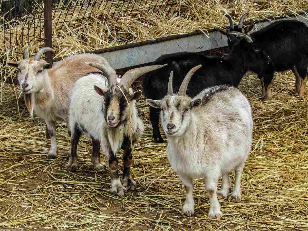Costs Involved in Goat Farming.