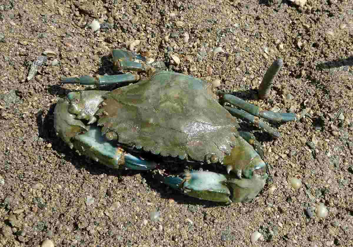 Mud Crab Project Report, Culture Profit, and Cost Asia Farming