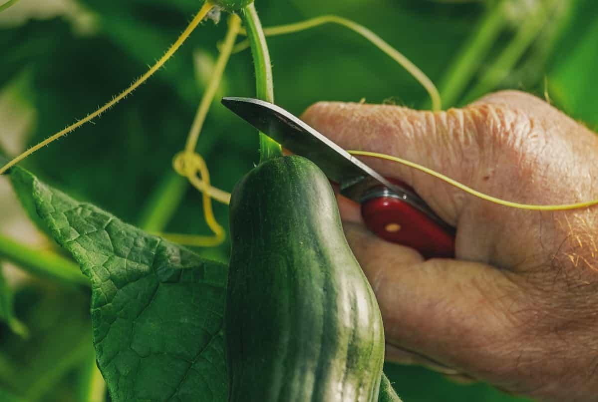 Minnesota Vegetable Planting Calendar (MN) Month Wise Garden Guide for