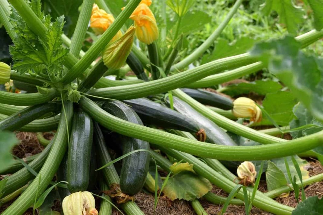 North Carolina Vegetable Planting Calendar (NC): Month Wise, Fall