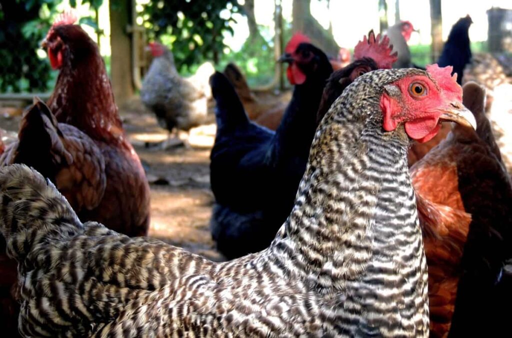 Contract Poultry Farming in India