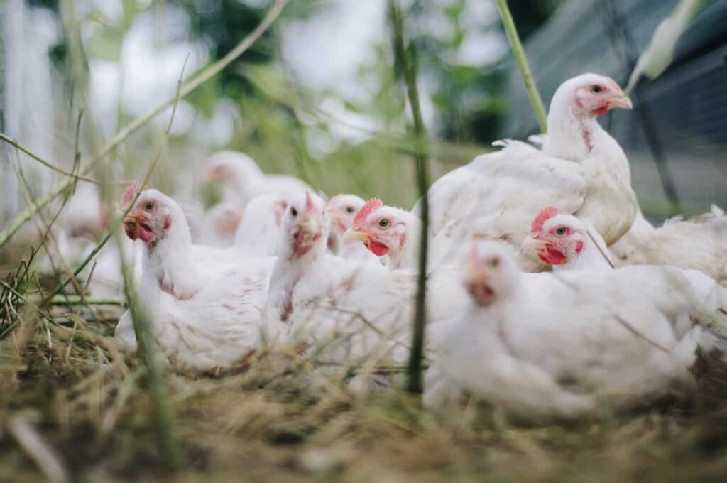 How the risky business of contract poultry farming works
