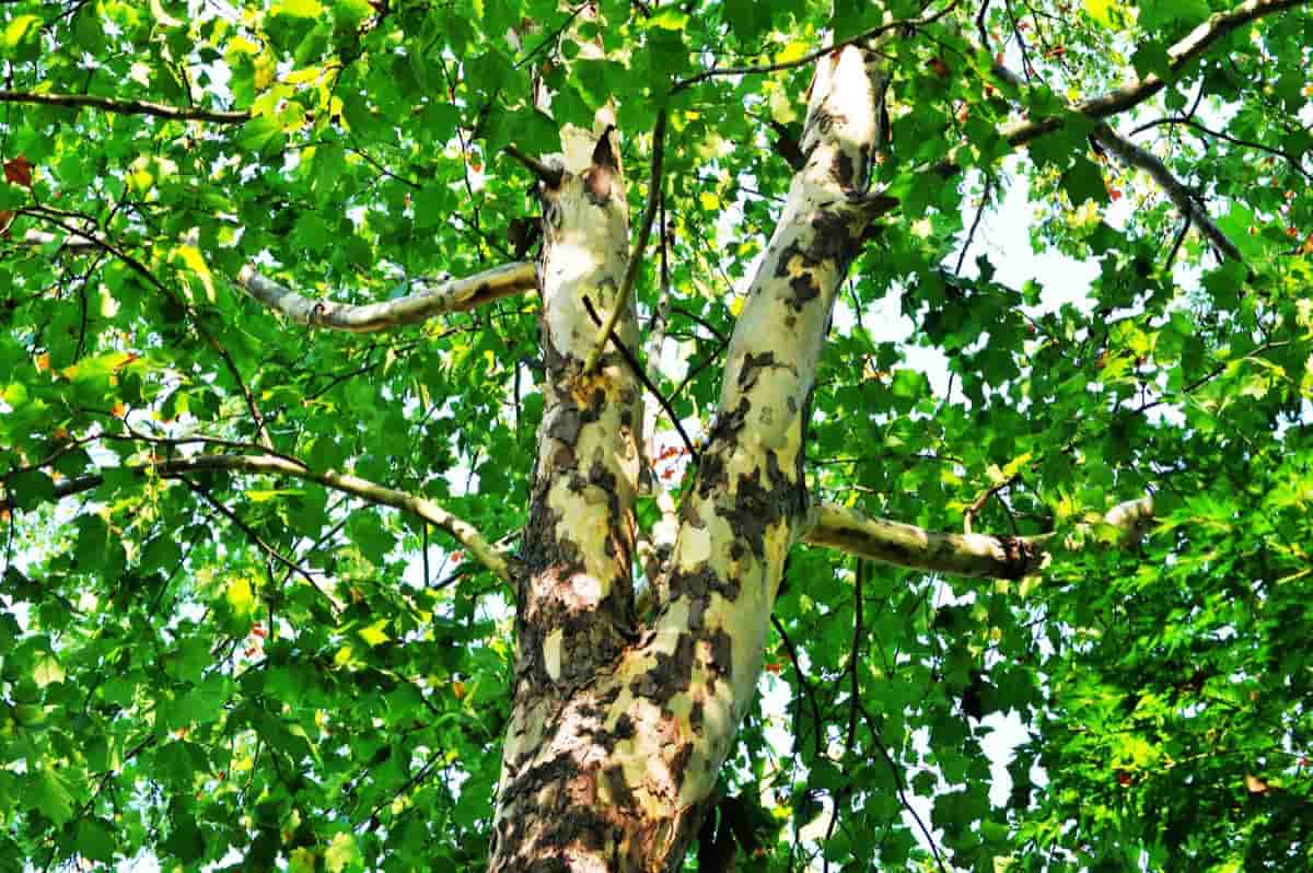 Growing Sycamore Tree: A Guide to Propagation, Planting, and Care