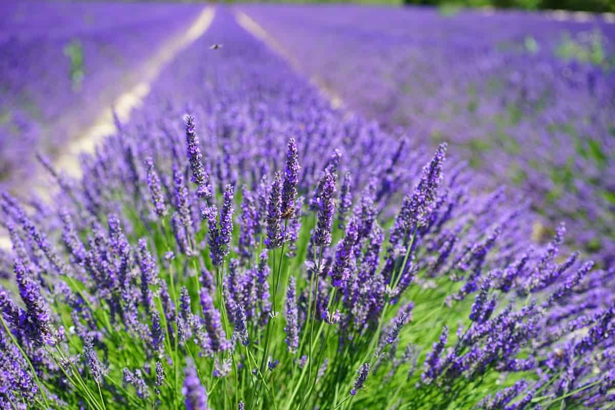 Lavender Farming in Jammu and Kashmir: Excellent Profits With Purple ...