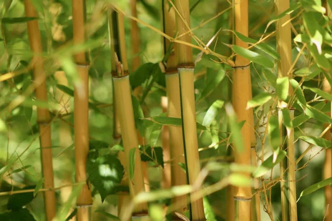 business plan for bamboo farming