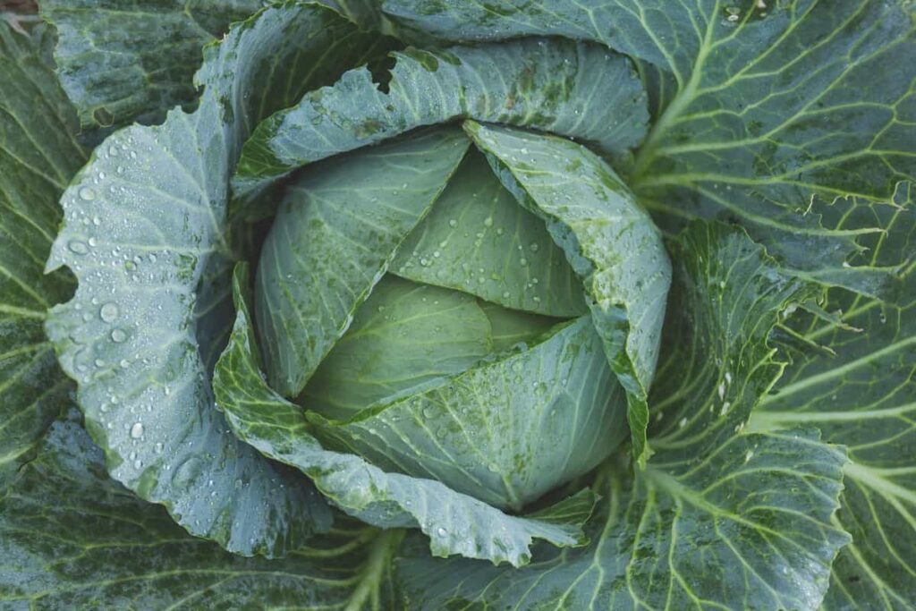Cabbage Farming Business Plan: How to Grow from Seed to Harvest
