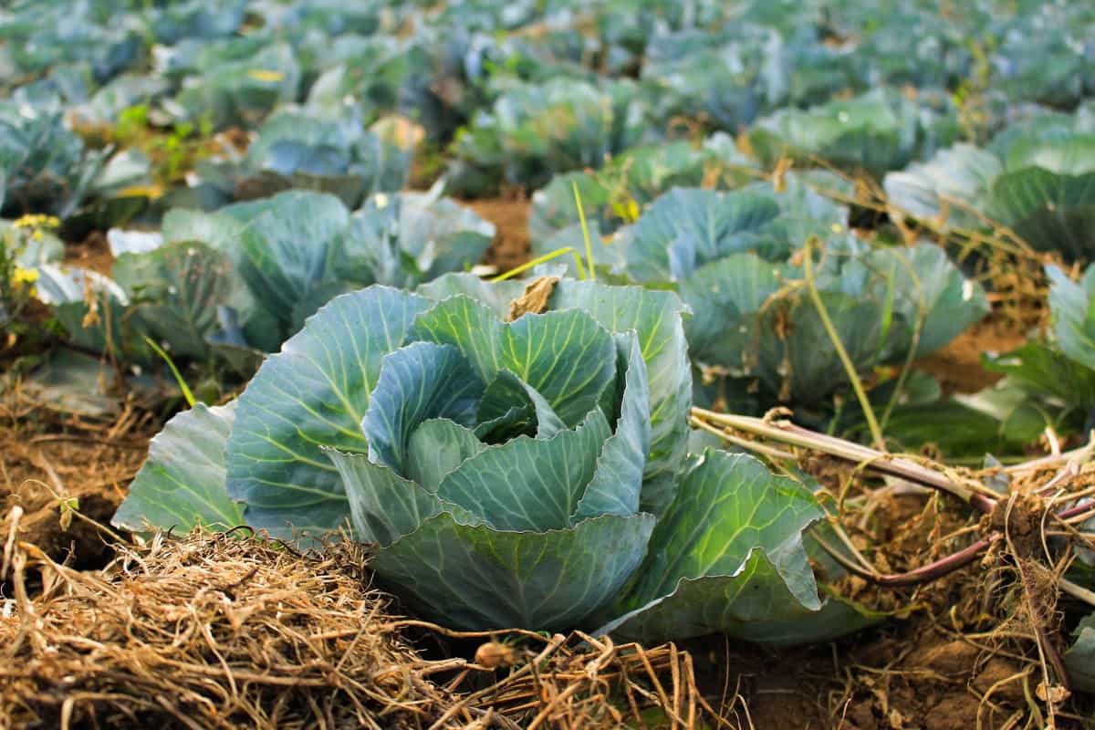 business plan of cabbage production
