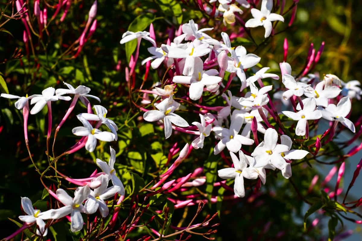A jasmine flower from top, Jasmine flowers