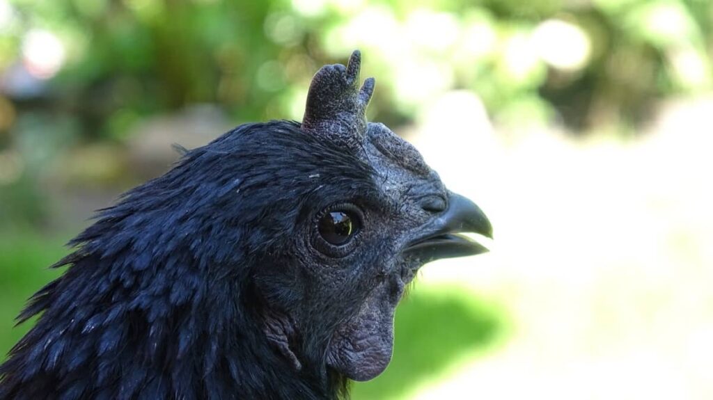 Ayam Cemani: Breed Information, Care Guide, Egg Color and More 