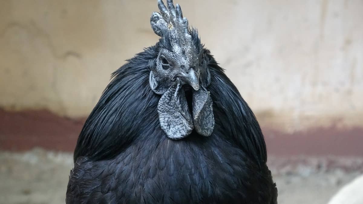 Ayam Cemani Chicken: Totally Black Inside and Out - Backyard Poultry