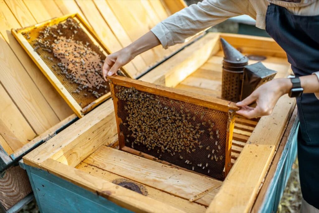beekeeping business plan india