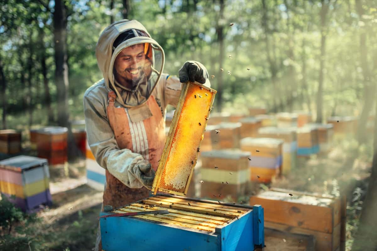 beekeeping business plan india