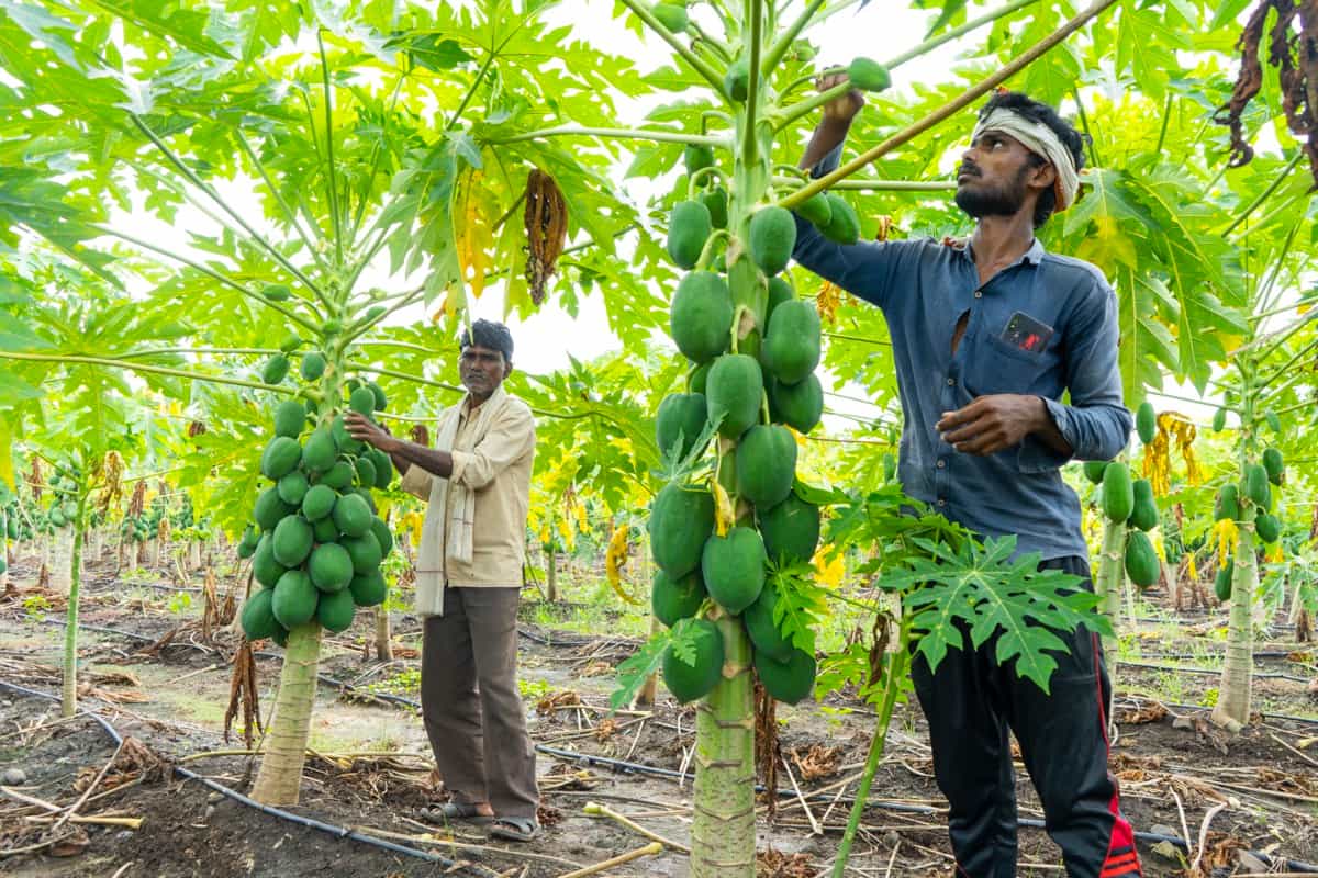 vegetable farming business plan in tamilnadu
