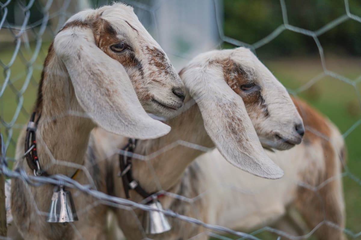 Sustainable Goat Farming Business Plan, Benefits, and Requirements