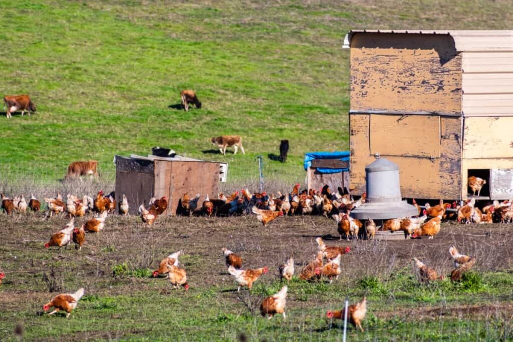 Chicken Farming Large Scale
