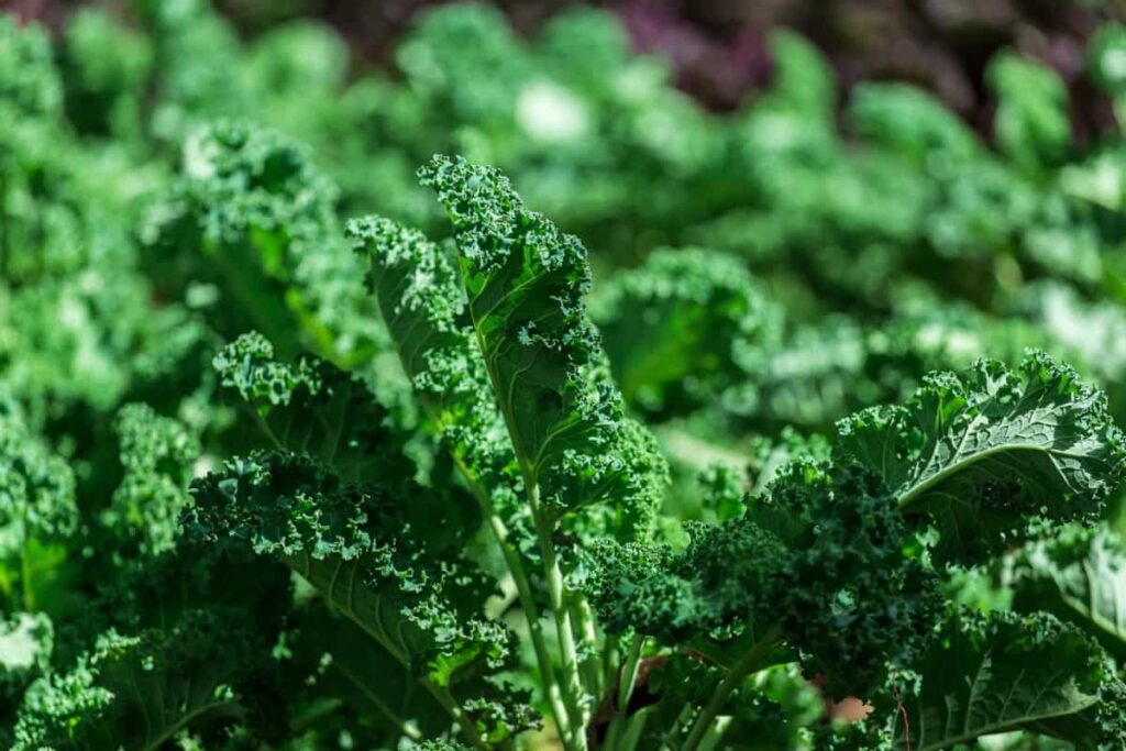 Growing Requirements of Kale: Good and Bad Companion Plants of Kale