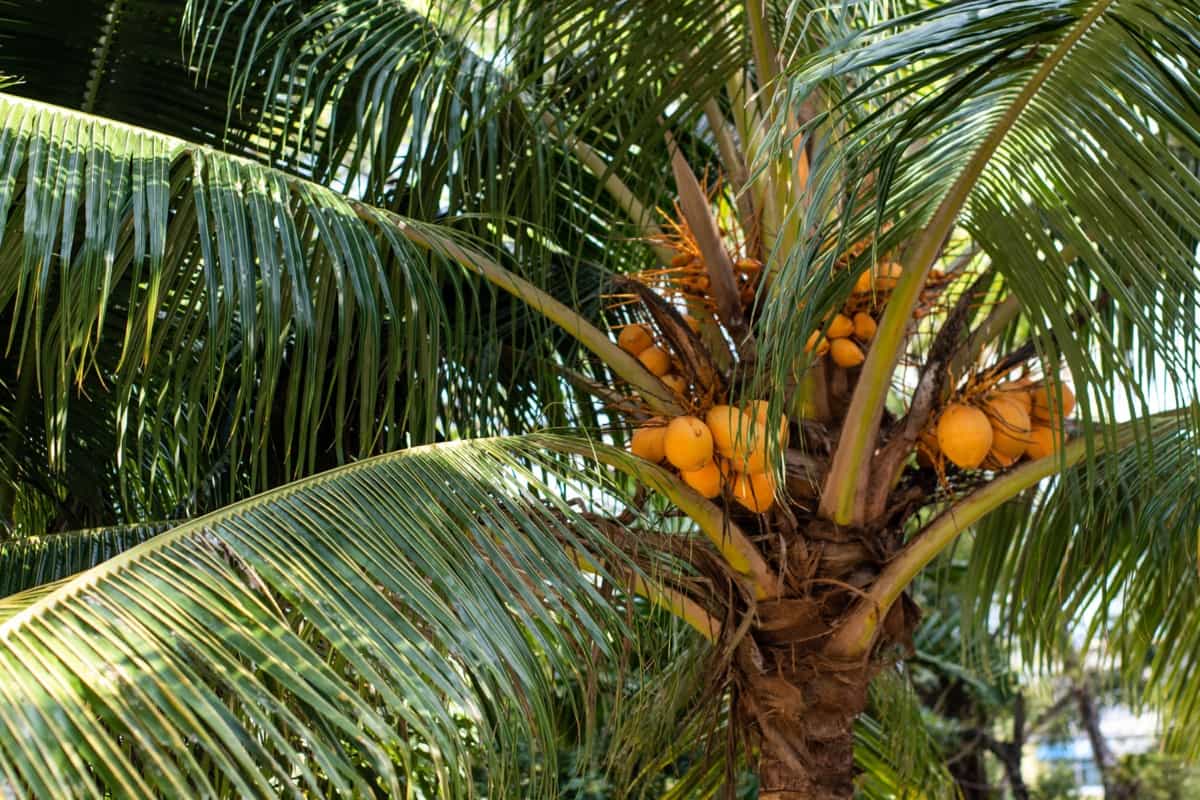 Eco-friendly Strategies: Sustainable Management of Coconut Pests