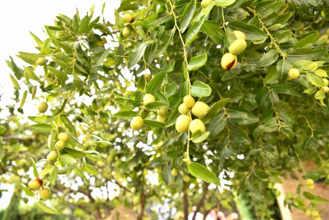 Optimizing Indian Jujube/Ber Orchard Management: A Month-By-Month ...