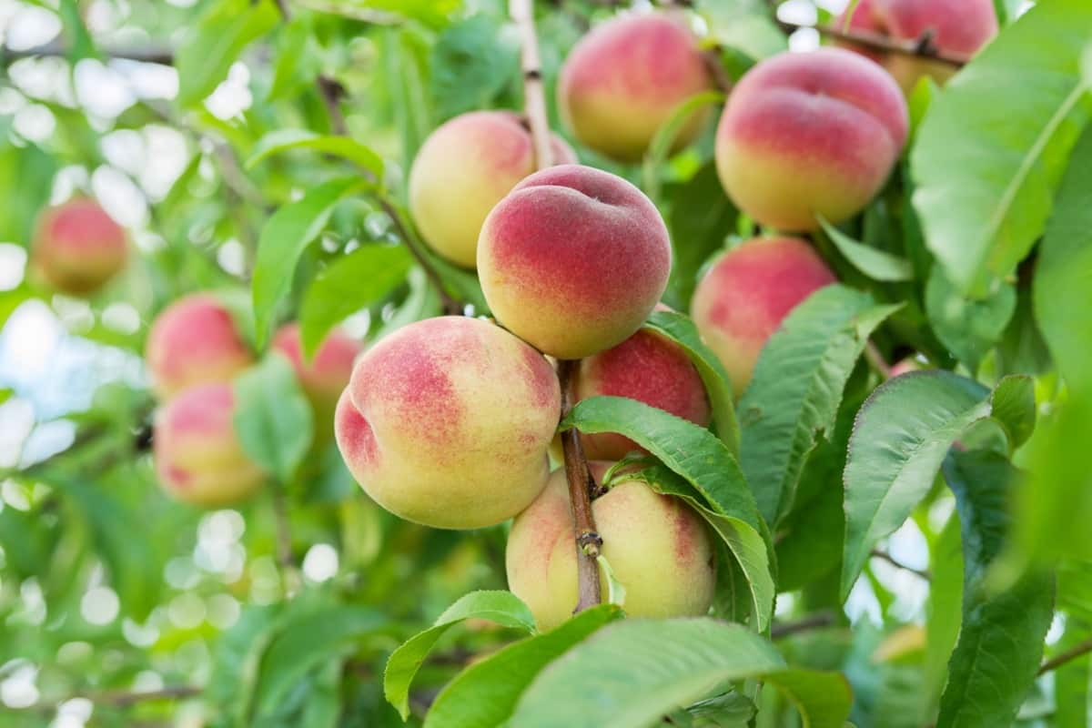 Peach Orchard Management1 