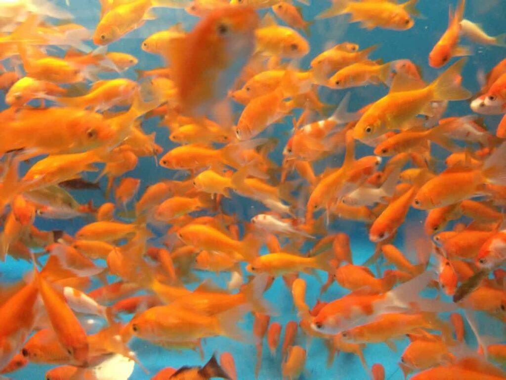 Goldfish Farming in the Philippines: How to Farm Goldfish for Profit