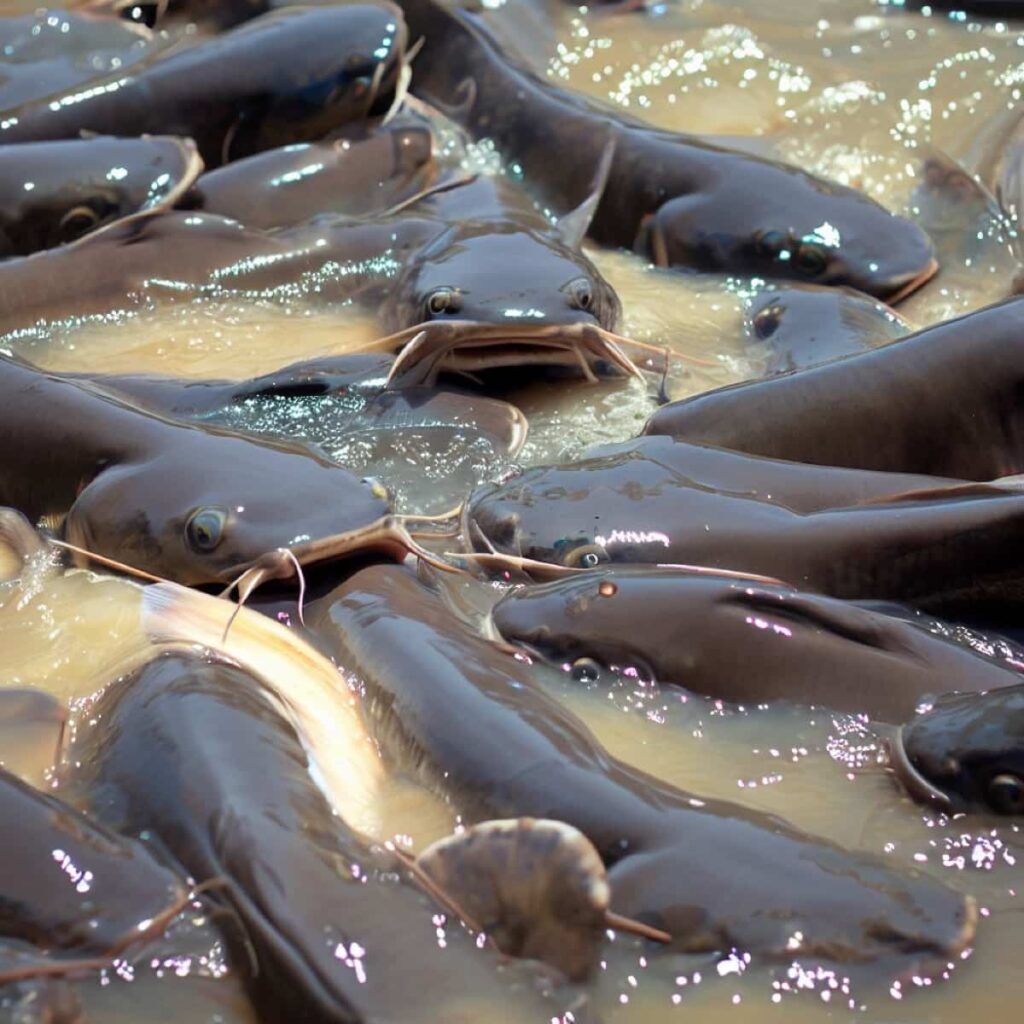 Catfish Farming in South Africa