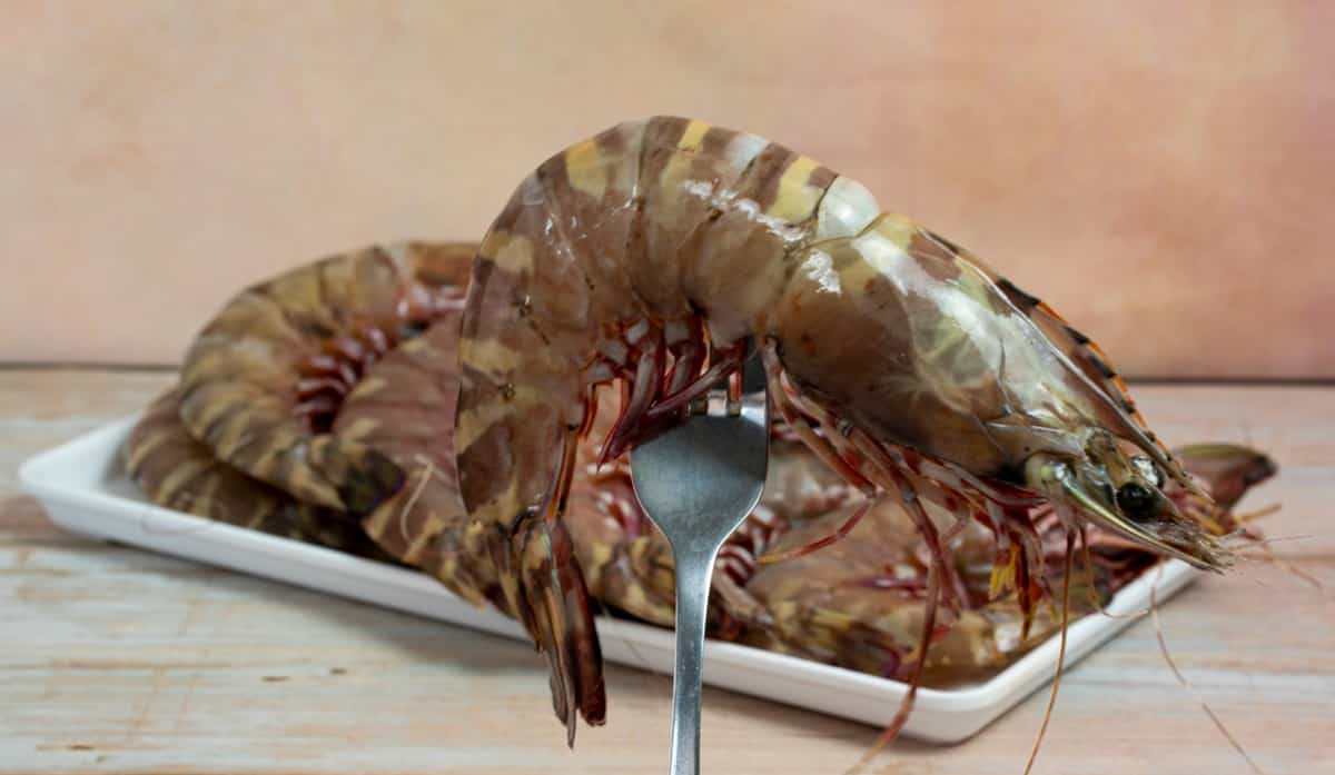 Giant Tiger Prawn Farming in the Philippines: A Comprehensive Guide