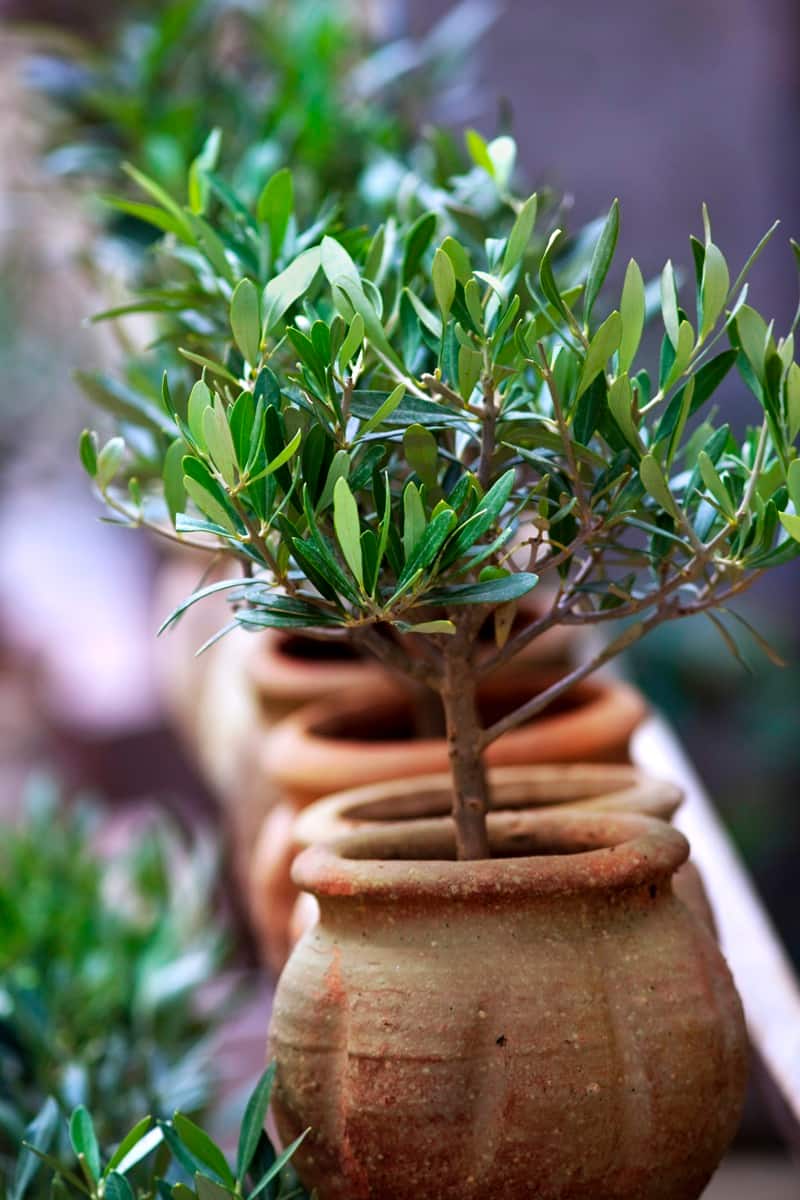 Olive Tree (Olea europaea): How to Grow and Care with Success