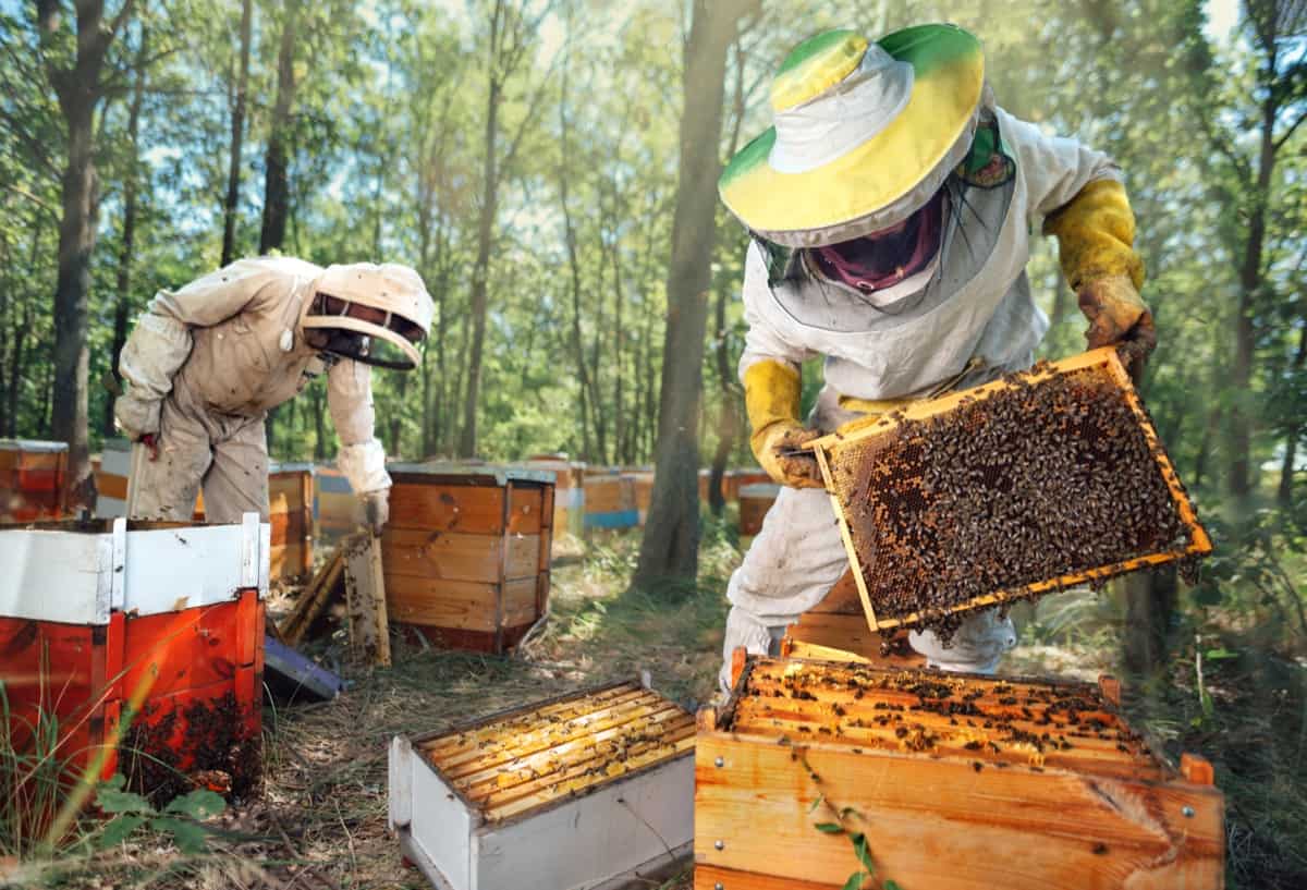 https://www.asiafarming.com/wp-content/uploads/2023/09/Natural-Beehive-Pest-Management2.jpg
