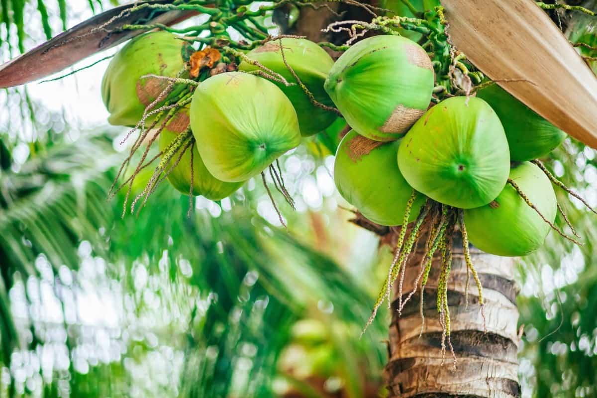 20 Best Dwarf Coconut Varieties: Hybrid High Yielding Coconut Cultivars