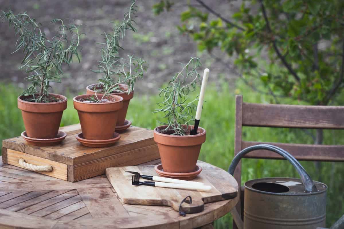 Best Outdoor Potted Plants for Houston: Winter, Low-maintenance, Shade ...