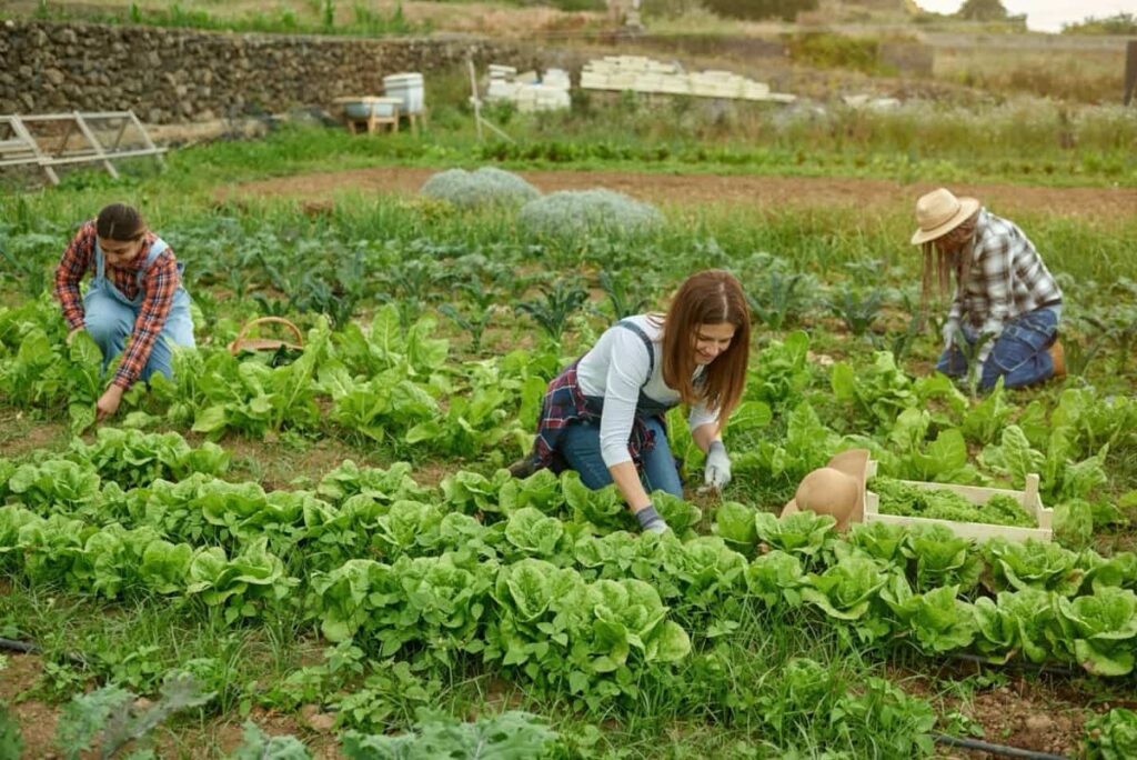 Harvesters picking green lettuce on farmland