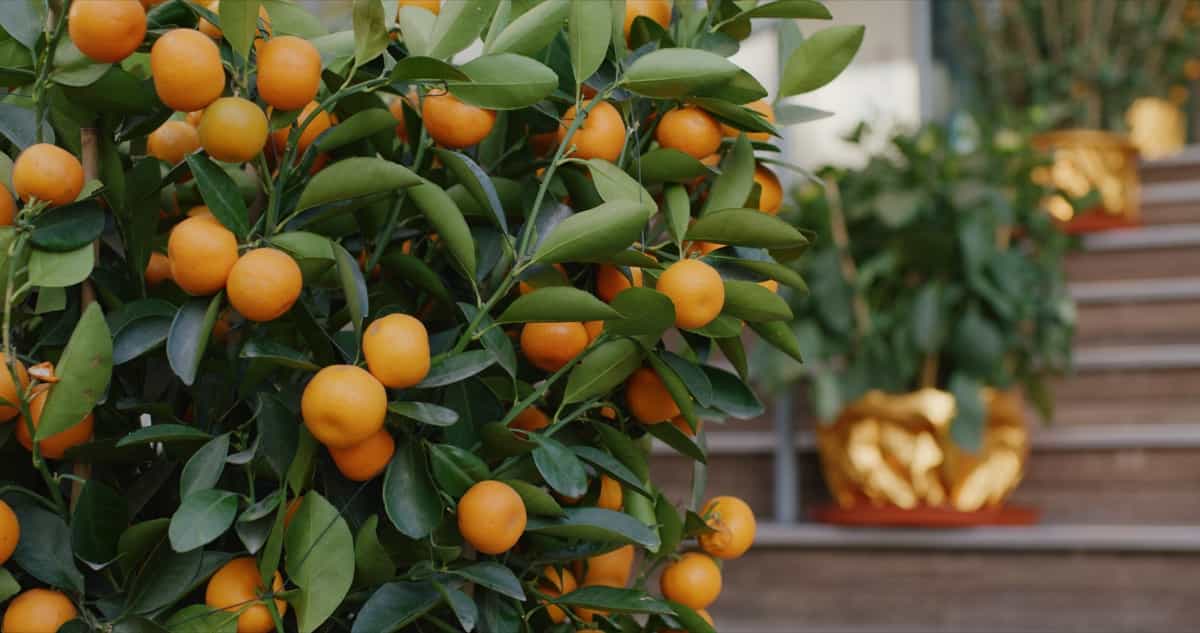 Mandarin Orange Info - Tips For Growing Mandarin Oranges