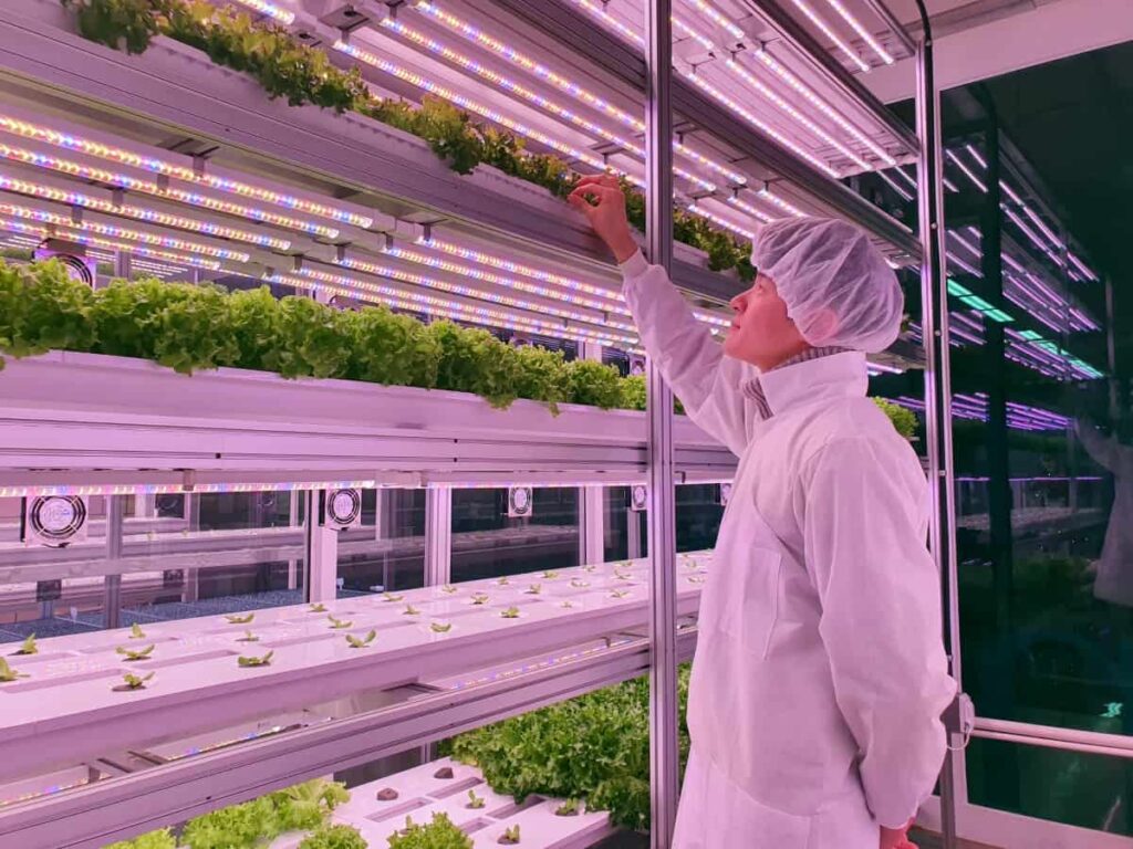 Vertical Farming in the Philippines
