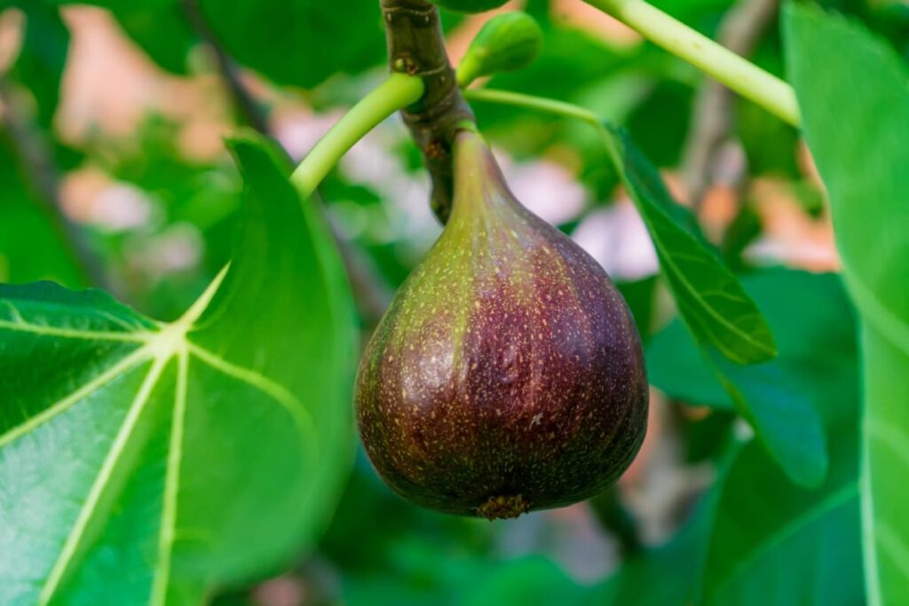Fig Growing on The Tree