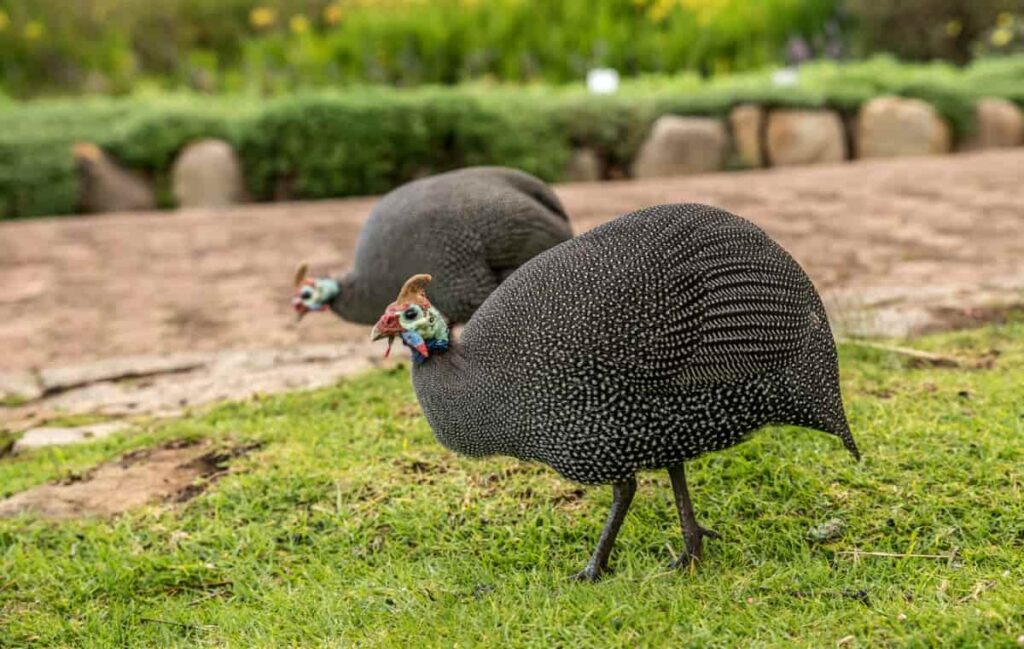 Dive into Diversity: Exploring the Fascinating World of Guinea Fowl  Varieties