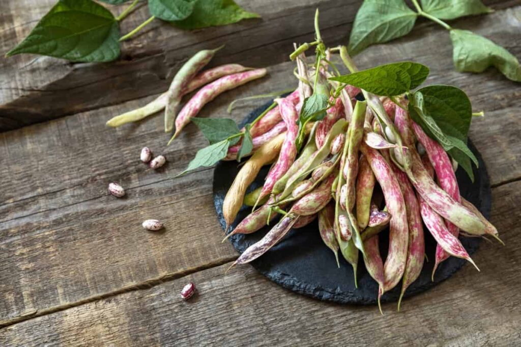Rosecoco Beans Farming in Kenya