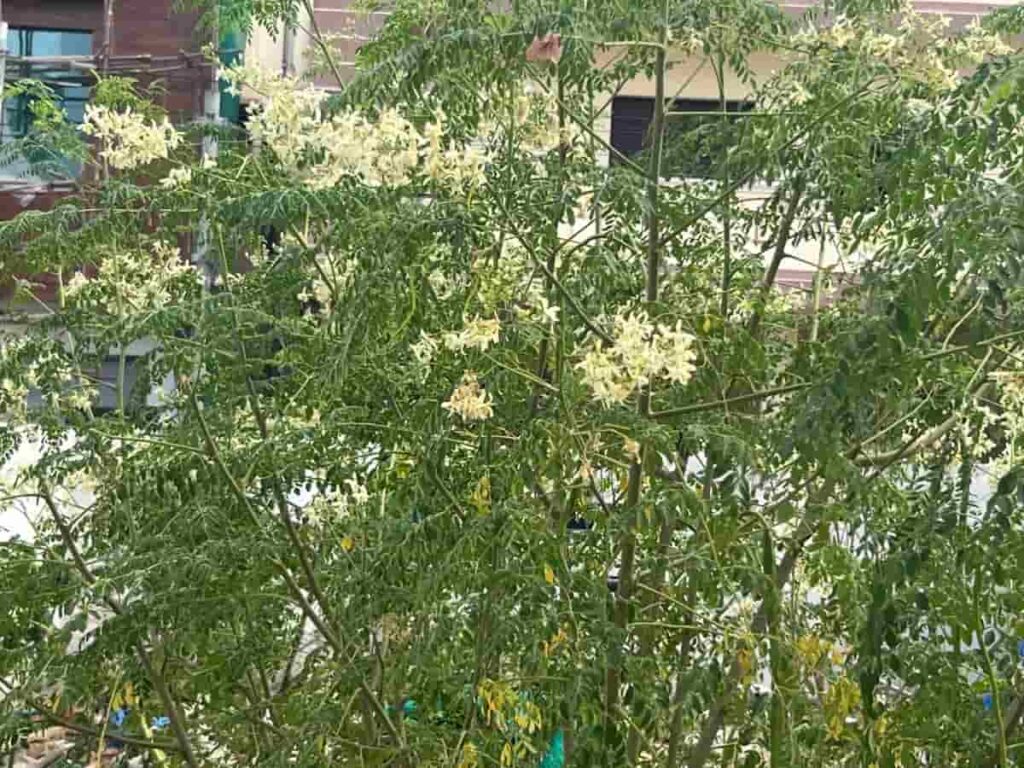 Why My Moringa Pods Are Underdeveloped and Are Drying